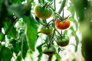 Tomato fruits affected by blossom end rot caused by calcium deficiency.