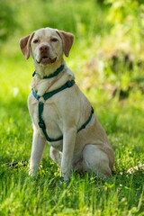 Adult labrador retriever dog in a summer meadow