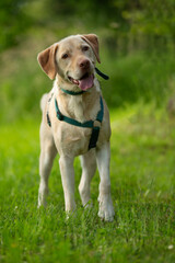 Adult labrador retriever dog in a summer meadow