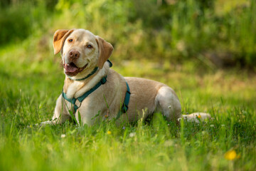 Adult labrador retriever dog in a summer meadow