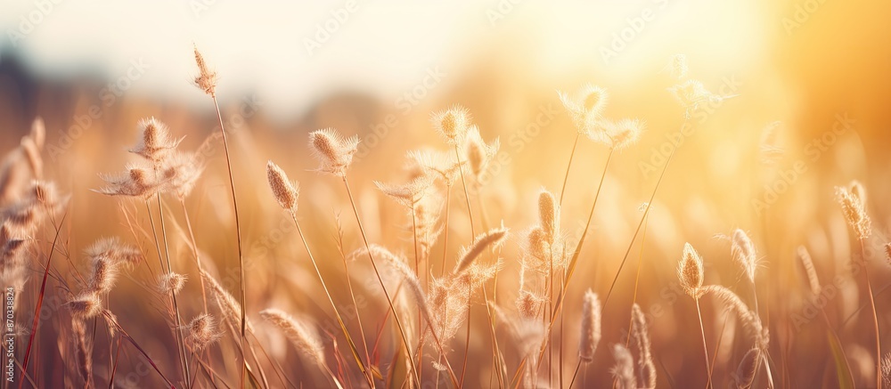 Poster vintage photo of a nature wild meadow with soft sunshine creating a morning sunlight background, ide