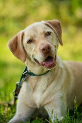 Adult labrador retriever dog in a summer meadow
