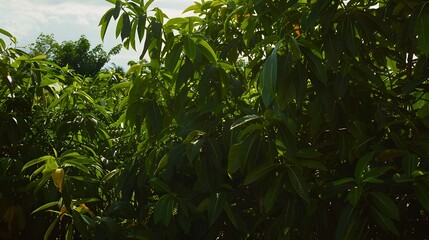 Lush Tropical Mango Tree Plantation with Verdant Foliage and Flourishing Cultivation