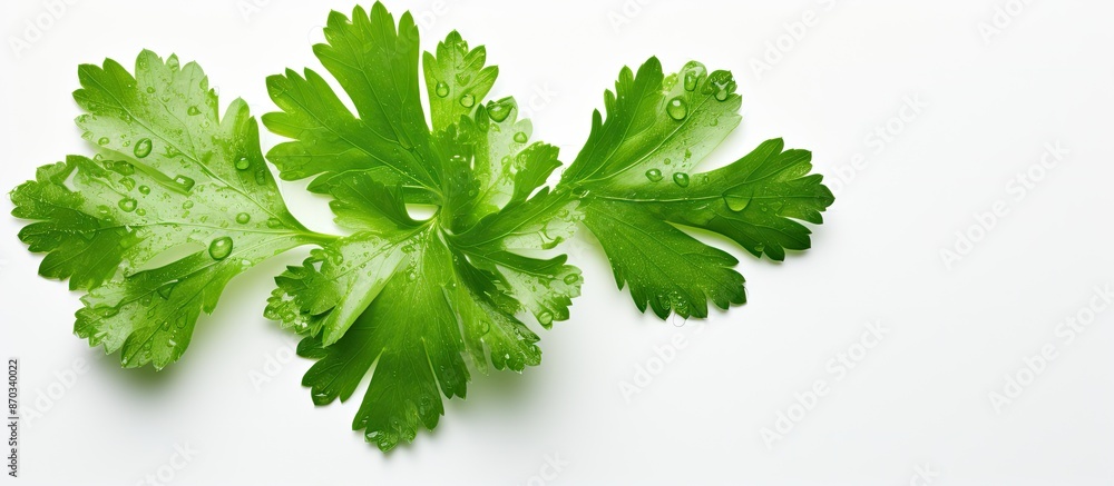 Poster top-down view of a coriander leaf with a water droplet on a white backdrop, ideal for copy space ima