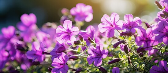 Fototapeta premium Vivid purple blooms captured in a close-up shot on a sunny summer day with a blank space for adding text or graphics in the picture. with copy space image. Place for adding text or design