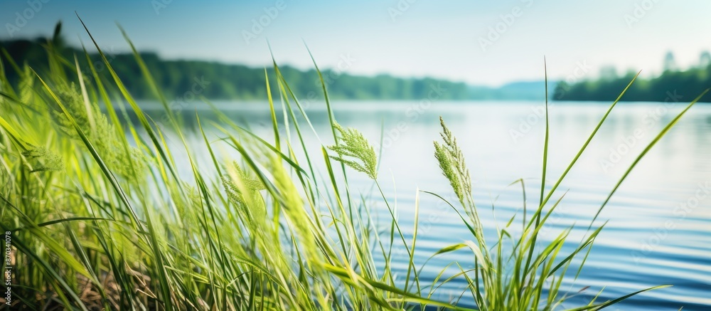 Poster focus is on sedge in this summer landscape with lake water, creating a natural background perfect fo