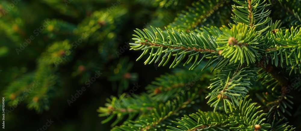 Poster Green spruce branches create a beautiful backdrop with a close-up view perfect for incorporating a copy space image.