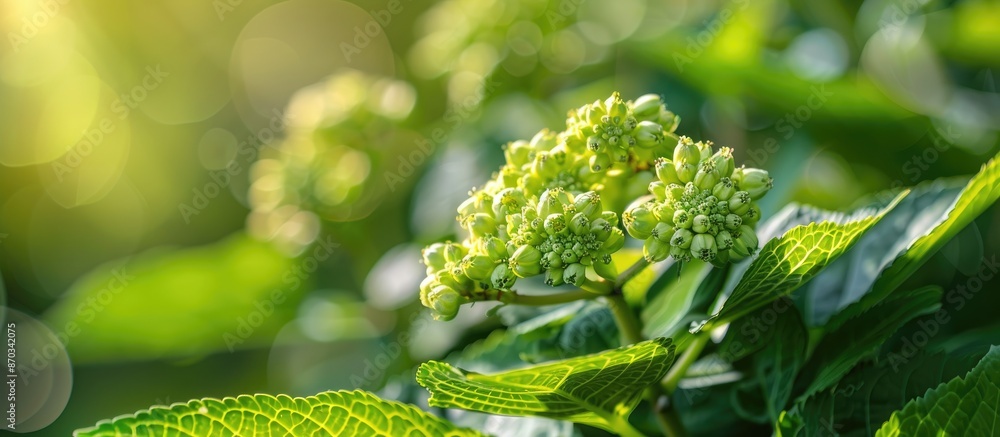 Leinwandbilder selective focus image of a hydrangea bud blooming in the summer park with copy space image.