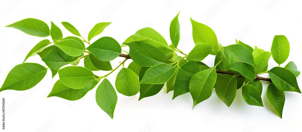 Poster fresh green leaves on a white background with a clipping path for design elements, perfect for a cop
