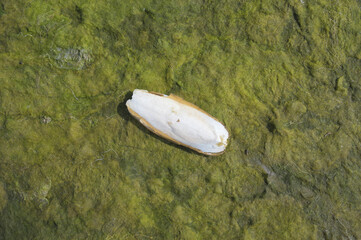 Shell (Cuttlebone) of the Cuttlefish resp.Sepia officinalis during low Tide at North Sea,Wattenmeer...