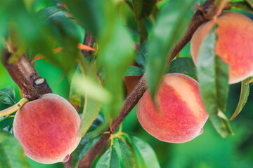 ripe Sweet peach fruits growing on a peach tree branch