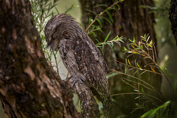 Tawny frogmouth, Podargus strigoides, frogmouth bird native to the Australian mainland and Tasmania. Cute curious owl like bird sitting on the stone in the forest, Australia wildlife. Potoo in dark.