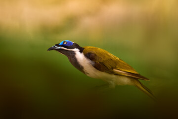 Fototapeta premium Blue-faced honeyeater, Entomyzon cyanotis, bird in the nature garden habitat, Australia. Yellow white bird with blue hed in the nature habitat. Green cegetation, Australia wildlife.
