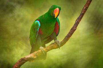 Papuan eclectus, red-sided eclectus, Eclectus polychloros, New Guinea, in the green vegetation. Papuan eclectus, bird in the nature forest habitat, Papua. Wildlife nature