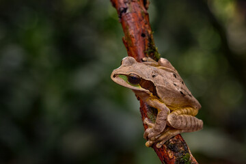 Wildlife Costa Rica, frog in nature habitat. Masked tree frog, Smilisca phaeota, exotic tropical green frog from Costa Rica, close-up portrait. Animal sitting on the leaves. Wildlife from Costa Rica.