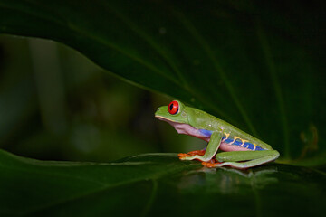 Costa Rica nature. Red-eyed Tree Frog, Agalychnis callidryas, animal with big red eyes, in habitat, wildlife.