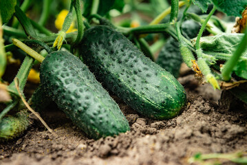 Green plant with ripe cucumbers in summer garden.