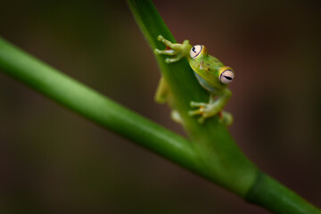 Hypsiboas rufitelus, Red-webbed Tree Frog, tinny amphibian with red flower.  in nature habitat. Frog from Costa Rica, tropic forest. Beautiful animal in jungle, exotic animal from South America.
