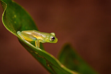 Hypsiboas rufitelus, Red-webbed Tree Frog, tinny amphibian with red flower.  in nature habitat. Frog from Costa Rica, tropic forest. Beautiful animal in jungle, exotic animal from South America.