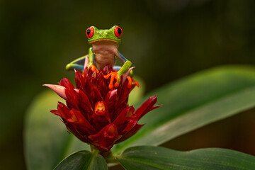 Panama wildlife. Red-eyed Tree Frog, Agalychnis callidryas, Panama. Beautiful frog from tropical forest. Jungle animal on the red flower bloom. Green leave, frog with red eye.
