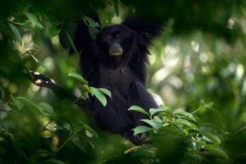 Siamang, Symphalangus syndactylus, big black monkey sitting in the nature habitat, dark gree forest vegetaion. Gibbon from Malaysia and Sumantra in Asia. Nature wildlife. Treavel in nature.