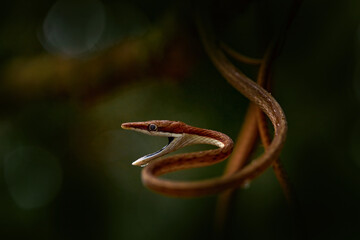 Oxybelis koehleri, Köhler's vine snake, viper looks like shoelace. Slim slader snek with open...