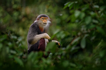 Red-shanked douc langur, detail portrait of cute rare andemic monkey in the nature habitat. Vietnam wildlife, Danang.  Head portrait of langur, wildlife Asia. Monkey in tropic forest.