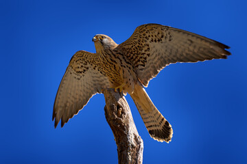 Lesser kestrel, Falco naumanni, small falcon bird with open wings on the tree top trunk branch and...