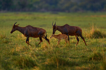 Fototapeta premium Sunset, antelope family. Sassaby, in green vegetation, Okavango delta, Botswana. Widlife scene from nature. Common tsessebe, Damaliscus lunatus, detail portrait of big brown African mammal in nature.