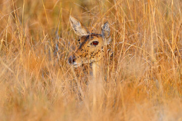 Fly on the head. Antelope hidden in the golden gras in Okavango delta in Africa. Head portrait of lechwe with fly on the muzzle snout. Wildlife nature in Botswana. Traveling in Africa, lechwe female.