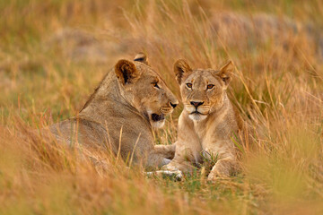 Lions, Khwai river, Botswana in Afica. Big cats family in the nature habitat, Botswana nature. Animal behavior in nature. Lion