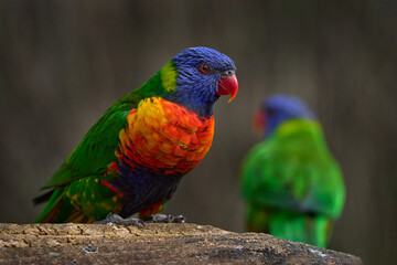 Wilflife, bird from Australia. Parrot Rainbow Lorikeets, Trichoglossus haematodus, colourful parrot sitting on the branch, animal in the nature habitat, Australia. Detail close-up portrait beautiful