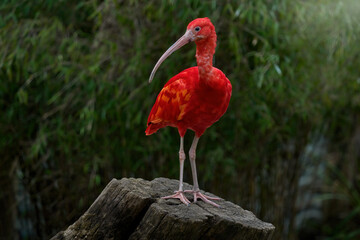 Wildlife Venezuela Ibis The Habitat
