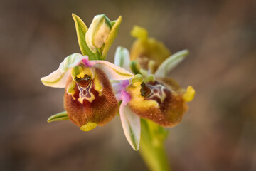 Ophrys fuciflora ssp. oxyrrhynchos, Late spider-orchid, Sicily, Italy. Flowering European...