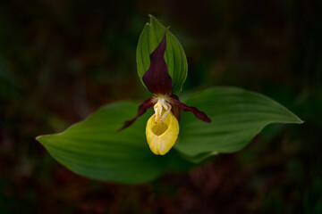 Europe nature, wild orchid. Lady's Slipper Orchid, Cypripedium calceolus, flowering European terrestrial wild orchid in nature habitat, detail of bloom, green clear background, Czech Republic.