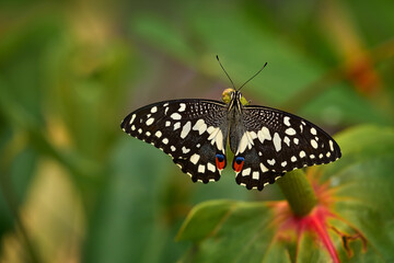 Tropic butterfly in the jungle fores. Close-up. Citrus swallowtail or Christmas butterfly, Papilio demodocusInsect on pink red flower bloom in nature habitat, South Africa, Botswana Wildlife.