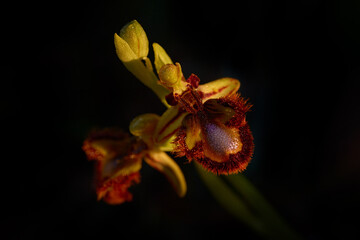 Ophrys speculum, Mirror orchid,, Sicily, Italy. Flowering European terrestrial wild orchid, nature...
