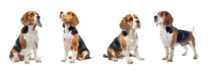 Four cutout images beagle dog looking up isolated on transparent background, patient purebred good-natured gentle