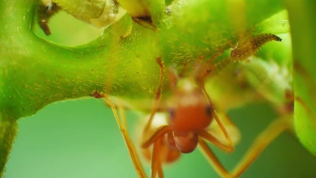 Macro close-up view of herder red ants protecting and farming aphids for honeydew, a sugar-rich secretion favored by ants as a food source