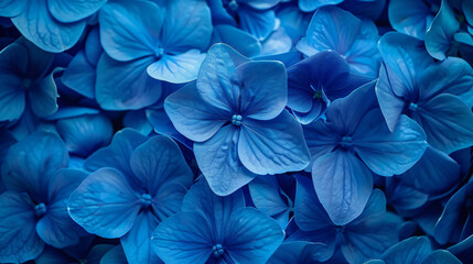 Beautiful blue flowers background. A floral pattern with many blooming Phalaenopsis hybrid orchid plants. A top view in the style of folded hybridis plants.


