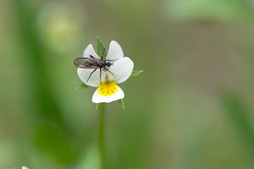 Bibio marci. bibionidae on the flower. A fat-legged mosquito sits on a wild wild flower. blood-sucking pest. insect, macro photography. wild nature.