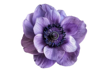 Anemone purple flower isolated on transparent background