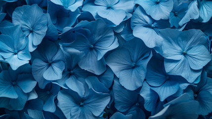 Beautiful blue flowers background. A floral pattern with many blooming Phalaenopsis hybrid orchid plants. A top view in the style of folded hybridis plants.



