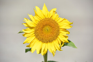 Obraz premium sunflower, bright yellow. Large flowers of a sunflower. Yellow flowers on a farm field. Agriculture concept, good harvest. Growing seeds for oil. close-up