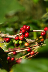 Coffee beans ripening on a tree             