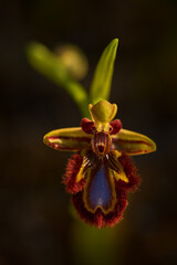 Ophrys speculum, Mirror orchid,, Sicily, Italy. Flowering European terrestrial wild orchid, nature...