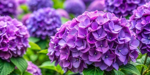 Purple Hydrangea Flowers in Full Bloom