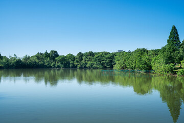 Lush greener around the pond in the park