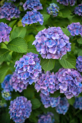 紫色のアジサイの花