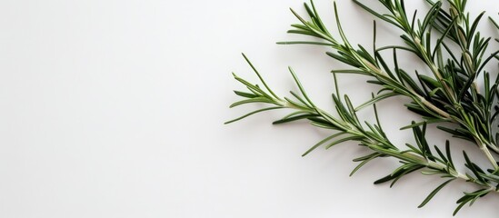 Obraz premium A vibrant green sprig of rosemary on a white backdrop with empty space for text in the image. image with copy space